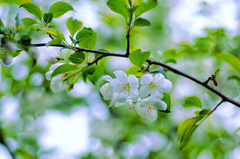 春天的模樣-配圖2.png 春天的模樣-配圖2.png