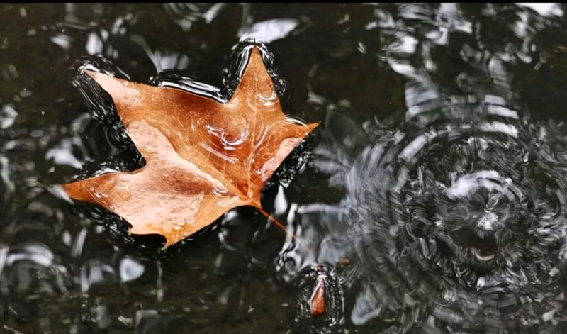 初秋.png 初秋.png