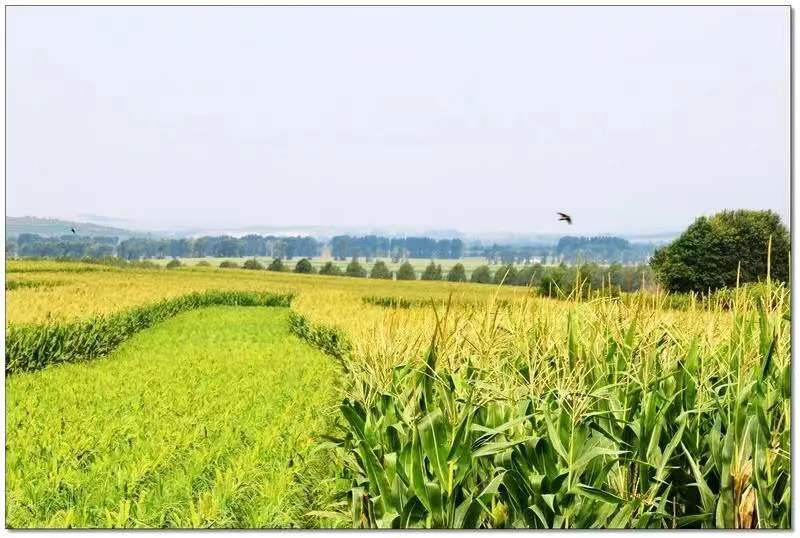 圖片4.png 圖片4.png